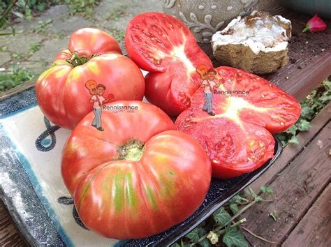 Heirloom Tomato Seed Saving From Start To Finish Renaissance Farms