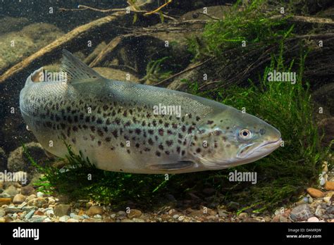 Lago de Truchas Salmo trutta lacustris macho Fotografía de stock Alamy