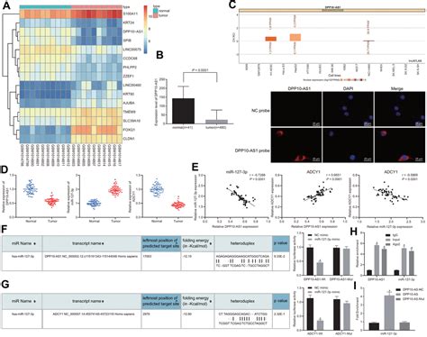 Long Non Coding Rna Dpp As Exerts Anti Tumor Effects On Colon Cancer