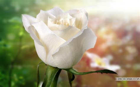 White Roses Wallpapers