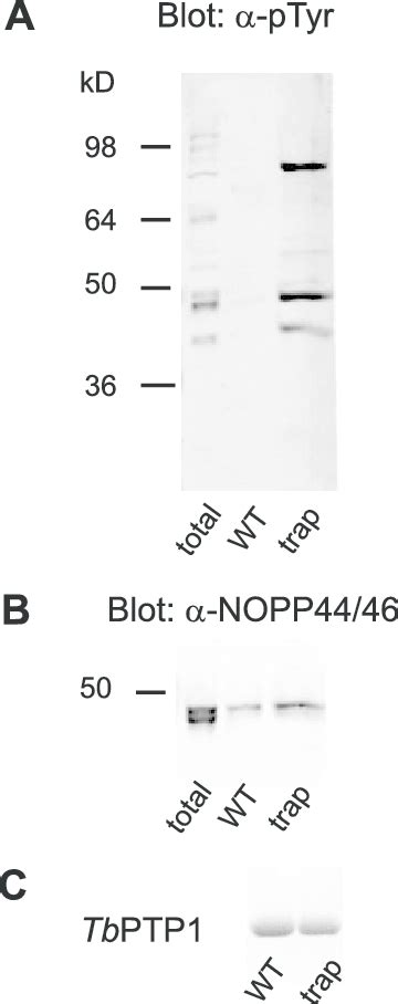 Substrate Trapping Identifies NOPP44 46 As A Major TbPTP1 Substrate A