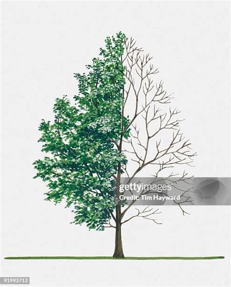 Tree No Leaves White Background High Res Illustrations Getty Images