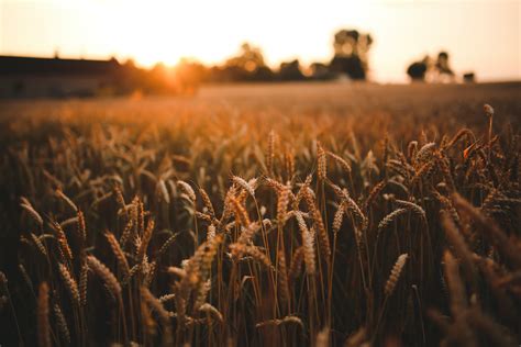 Sunset & field of grain · Free Stock Photo