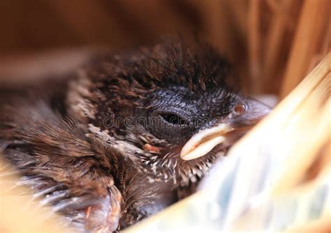 Sparrow in the Nest.Macro Baby Bird Sparrow Sleep in the Nest . Stock ...