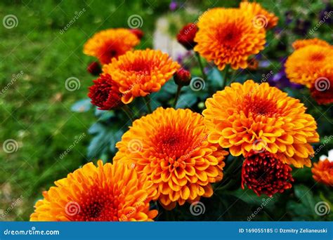 Are Marigold Flowers Annual Or Perennial At Deloris Renz Blog