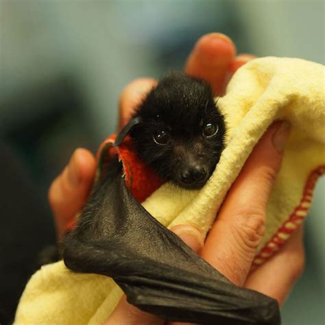 Orphaned pups show a 'cuddlier' side to Australian bats | MiNDFOOD