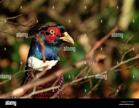 Male Pheasant Hi Res Stock Photography And Images Alamy