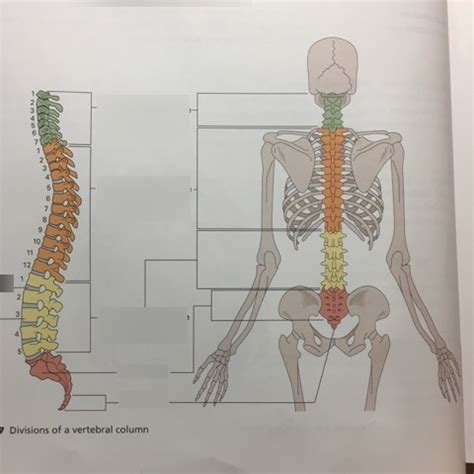 Vertebral Bones The Skeletal System Chapter 6 Diagram Quizlet