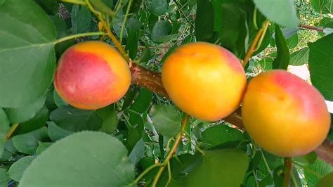 очень интересный сорт абрикоса, Астрахань 02.07.24г - YouTube