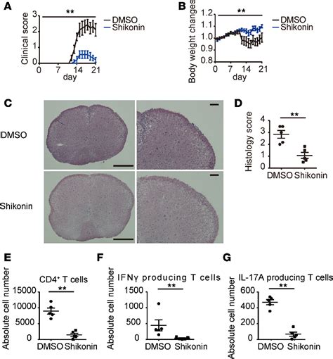 Figure From Pyruvate Kinase M Is Requisite For Th And Th