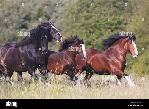 Shire Horse Herd On Meadow Stock Photo Alamy