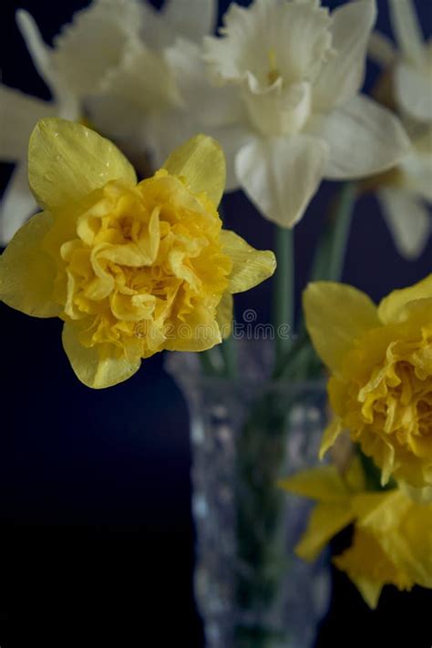 Daffodils In A Crystal Vase On A Black Background Stock Photo Image