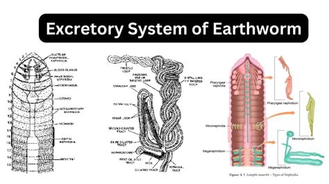 Excretory System Of Earthworm Biology Notes Online