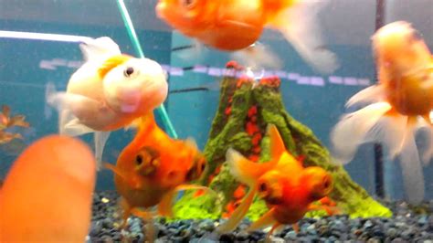 Goldfish Hi And Hello Youtube