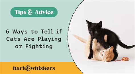 6 Ways To Tell If Cats Are Playing Or Fighting