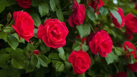 25 Types of Red Flowers | Petal Talk