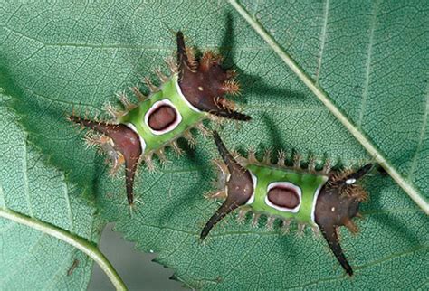 Imperial Moth Caterpillar Poisonous