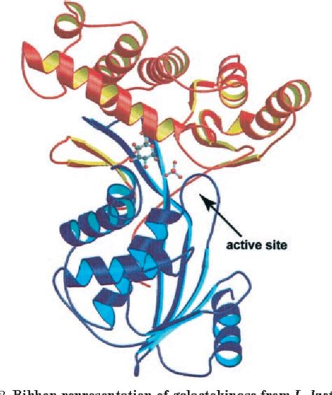 Figure From Structure And Function Of Enzymes Of The Leloir Pathway