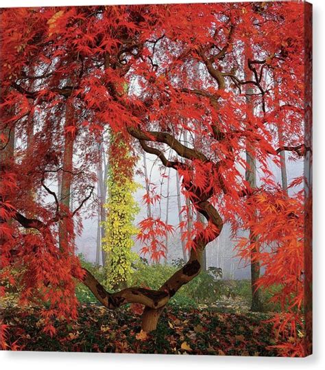 Japanese Maple Painting At Paintingvalley Explore Collection Of