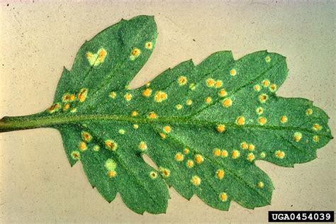 Chrysanthemum White Rust Puccinia Horiana