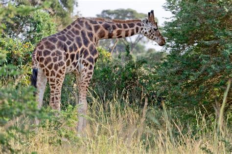 Private Safari Nach Kibale Und Zu Den Murchison Falls Zur Verf Gung