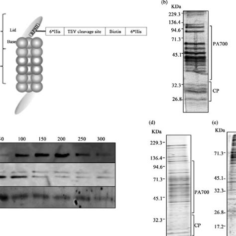 Profile Of Purified Proteasome A Schematic Representation Of The Download Scientific Diagram