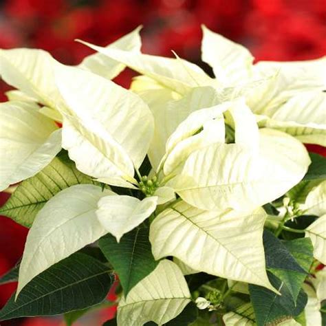 How To Care For Poinsettia Hicks Nurseries Plant Care Library