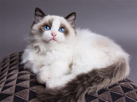 160 Best Ragdoll Cat Names With Meanings (Male & Female) In 2025