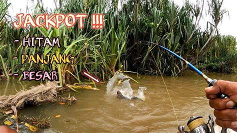 Gak Di Duga Mancing Ikan Gurame Di Hutan Pandan Rasau Dapat Jackpot