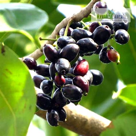 Buy Thai King Jamun Fruit Plant Jumbo Size Kerala Nursery