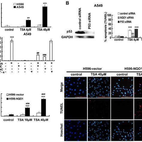 Tsa Induced Cytotoxicity Is Nqo1 Dependent Ros Mediated And