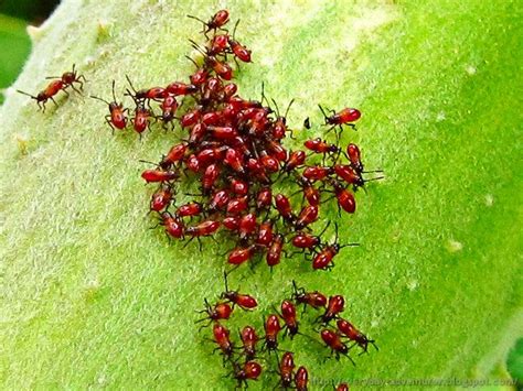 The Mystery Of The Blood Red Bugs