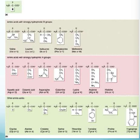 Neuro 3000 Powerpoint 3 Neuronal Membrane At Rest Flashcards Quizlet