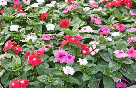 Vinca Rosea