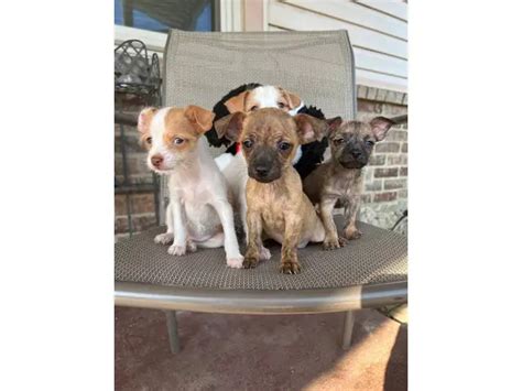 4 Jack Russell Terrier Shih Tzu mix puppies in Marshall - Puppies for ...