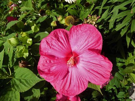 Perennial Hibiscus Seeds Mix – Deva's Gardens