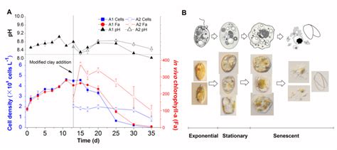 Algal Cell Density Ph Fa And Morphological Changes In P Donghaiense