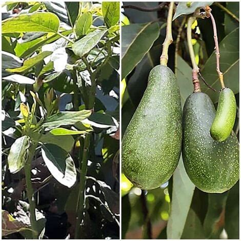 Planta Frutal Aguacate Fuerte Resistente Al Fr O Cm