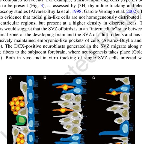 Schematic Representation Of The Ventricular Zone In Different Amniotes Download Scientific