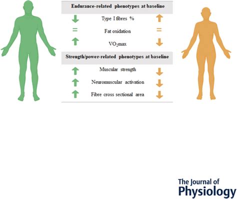 Physiological And Molecular Sex Differences In Human Skeletal Muscle In