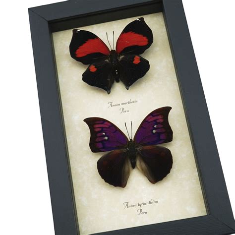 Anaea Tyrianthina Marthesia Butterflies Set Real Framed Butterfly