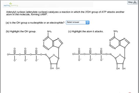 Solved: Adenylyl Cyclase (adenylate Cyclase) Catalyzes A R... | Chegg.com