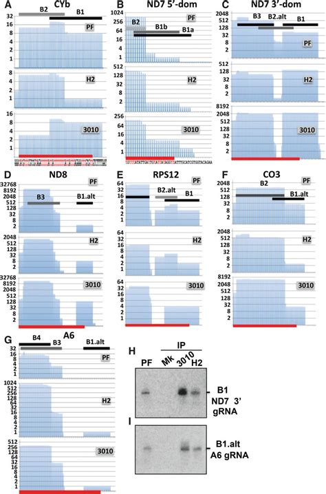 Native Mitochondrial Rna Binding Complexes In Kinetoplastid Rna Editing