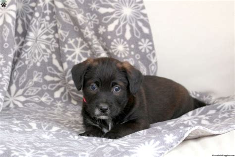 River - Blue Heeler Mix Puppy For Sale in Pennsylvania