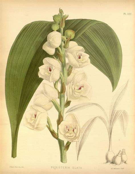 Orchidees Orchidees Peristeria Elata Gravures Illustrations