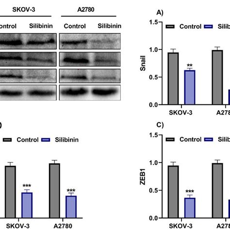 Effects Of Silibinin On Emt Transcription Factors Expression In The