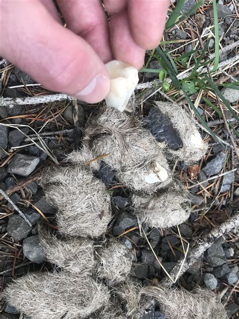 Mountain lion scat with deer teeth : r/AnimalTracking