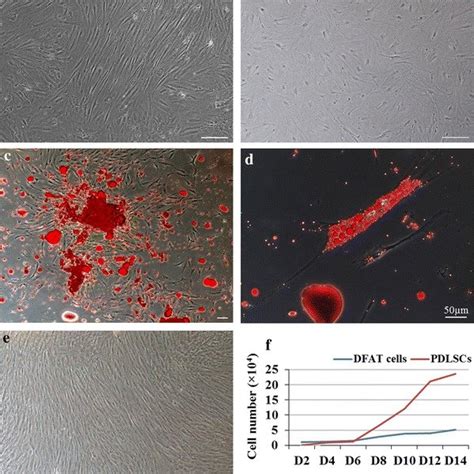 Morphologies and population doubling time comparison of DFAT cells and ...