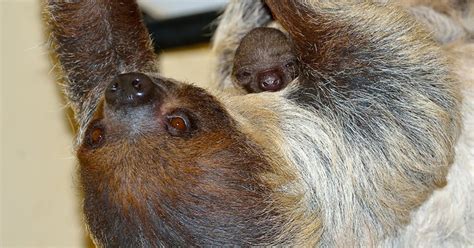 Adorable baby sloth clings to mom