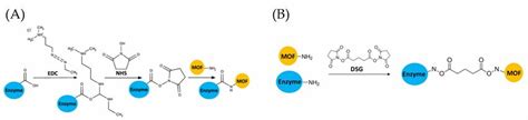 Schematic Depicting The Reaction Of Edc Nhs A And Dsg B Which